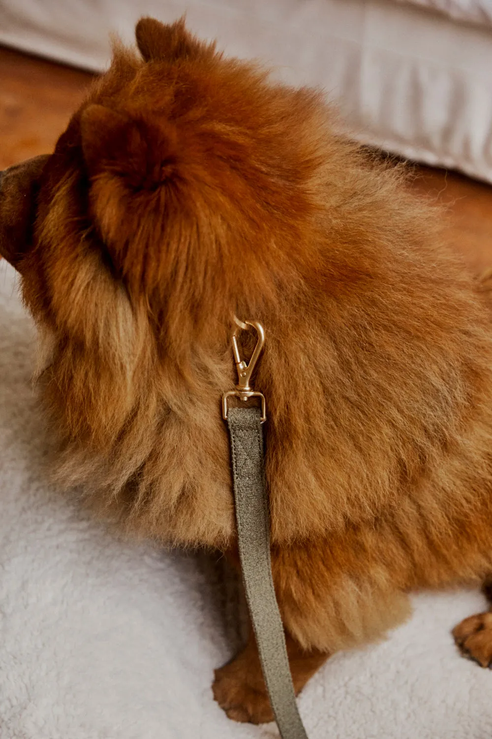 Boucle Pet Collar - Olive