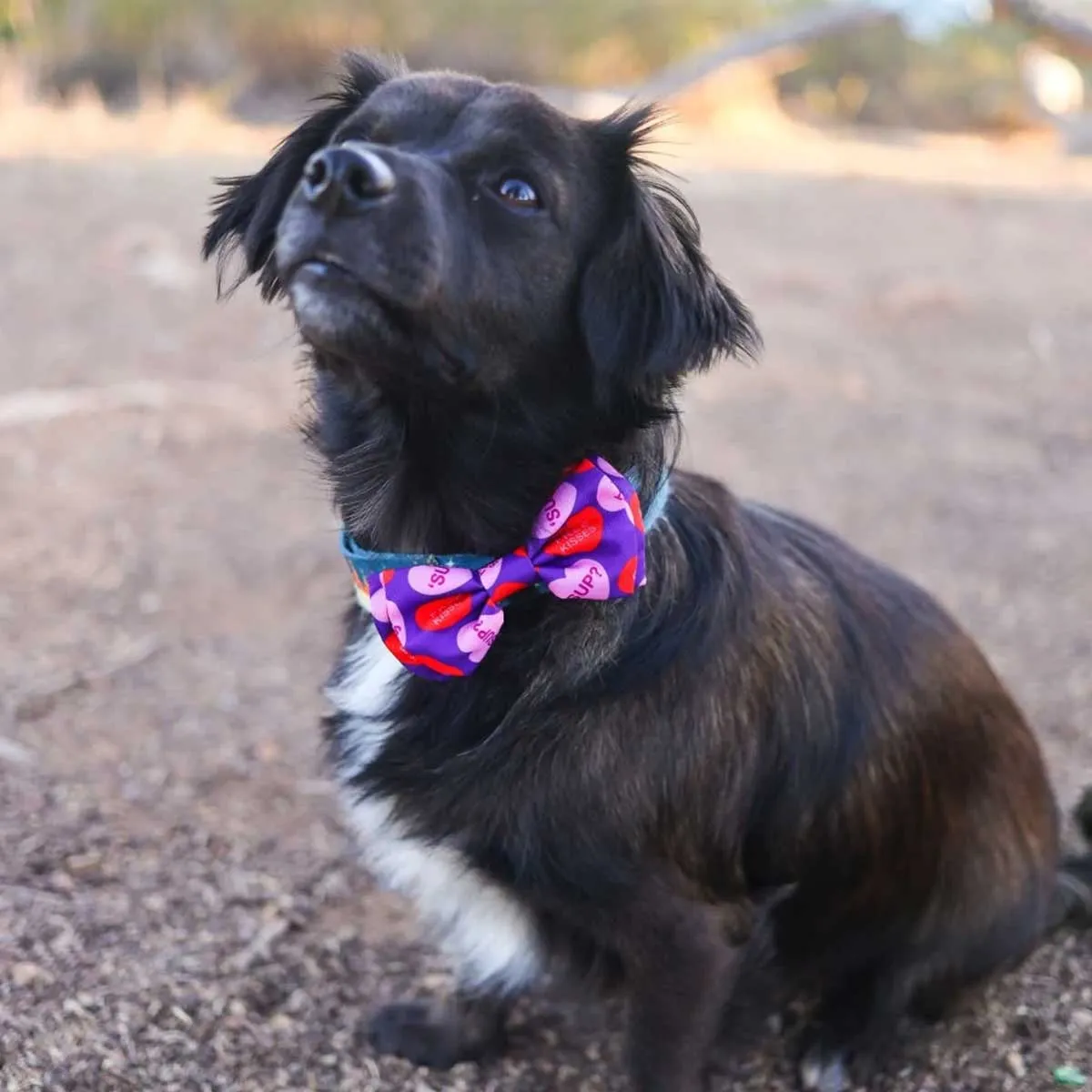 Convo Hearts Collar Bow Tie