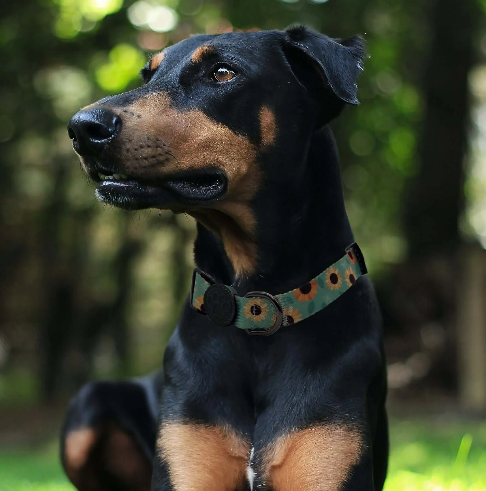 Custom Dog Collars  - Calavera