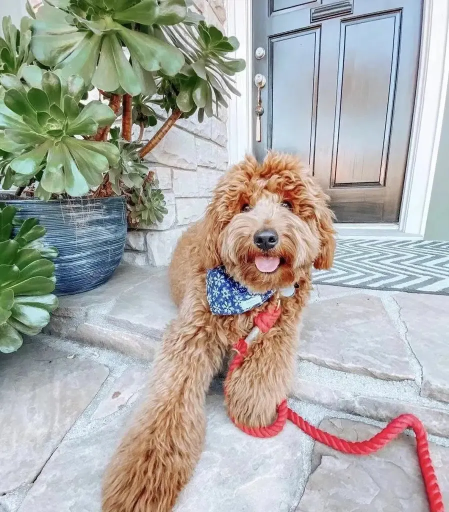 Dog Rope Leash - Ferrari Red, vibrant and stylish