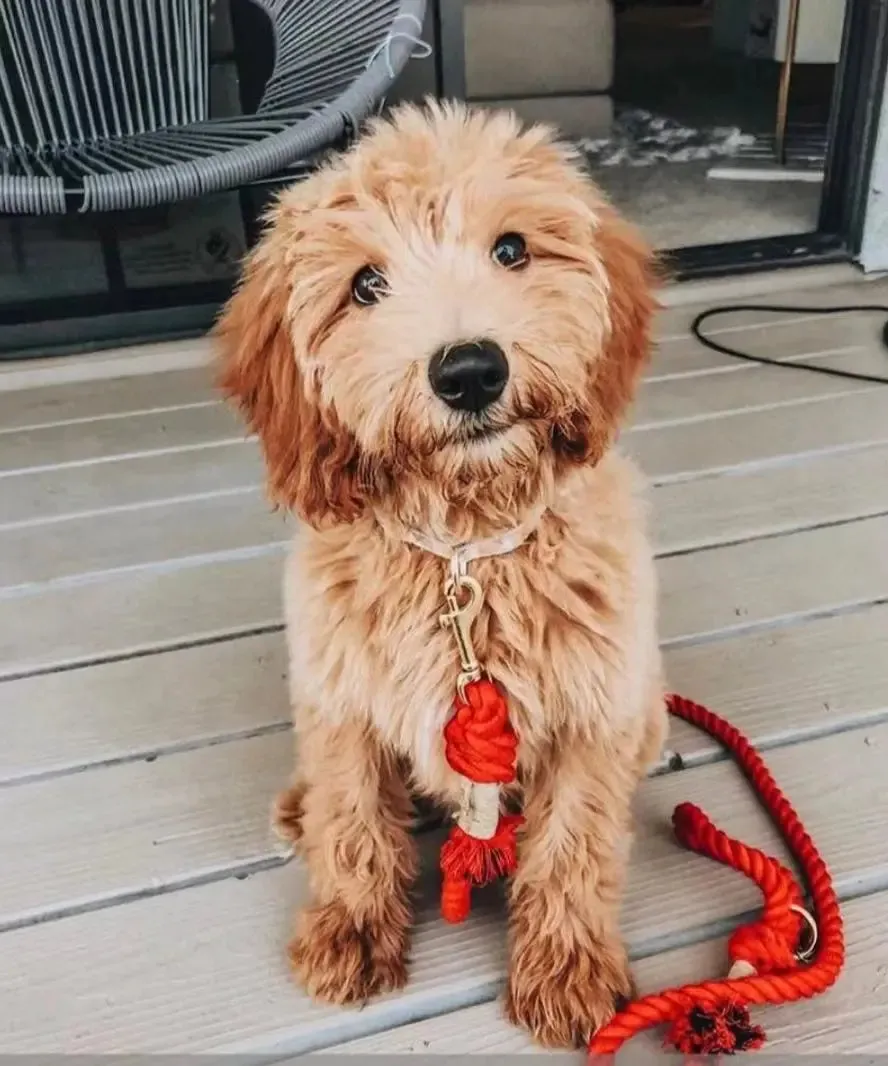 Dog Rope Leash - Ferrari Red, vibrant and stylish