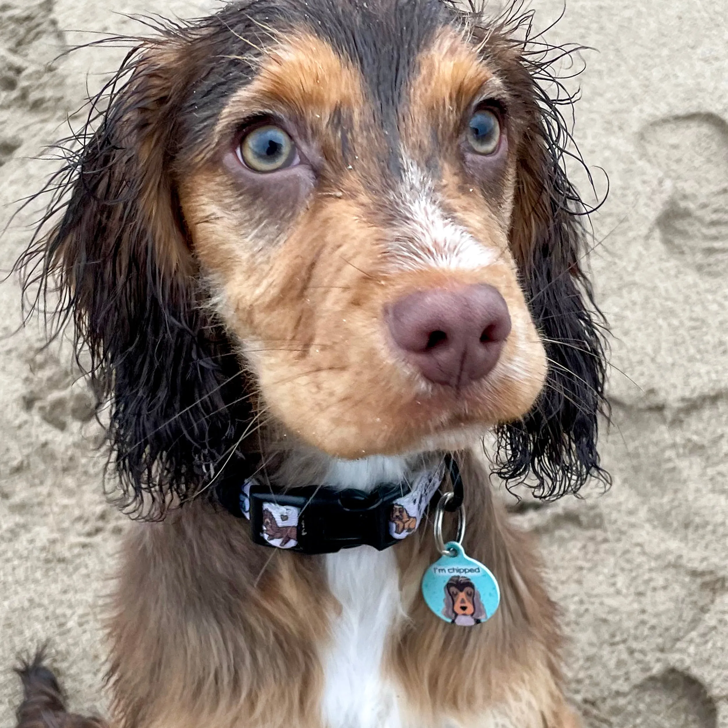 Dog Tag Speckled