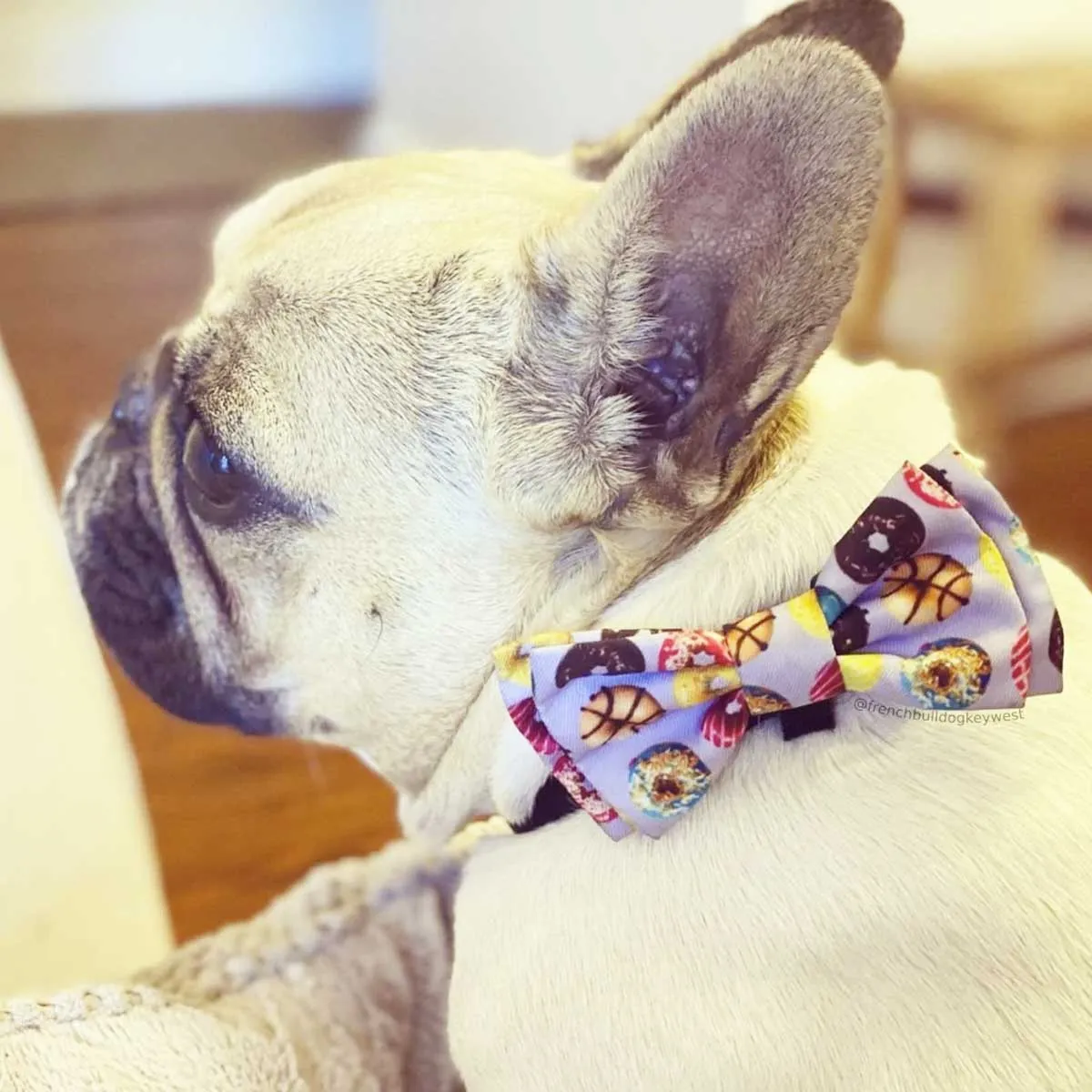 Donut Lovers Pet Collar Bow Tie