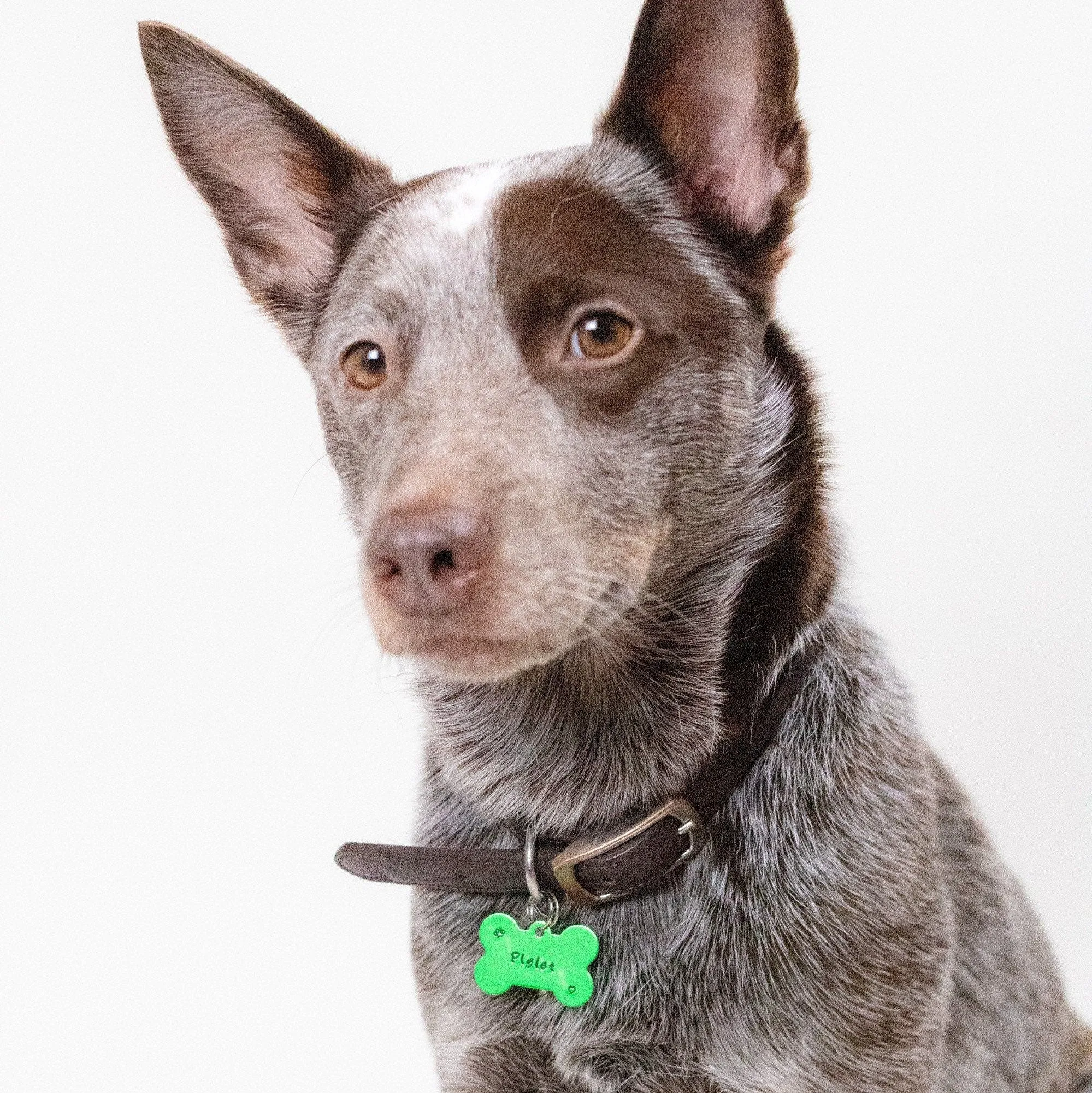 GREEN PET ID TAG