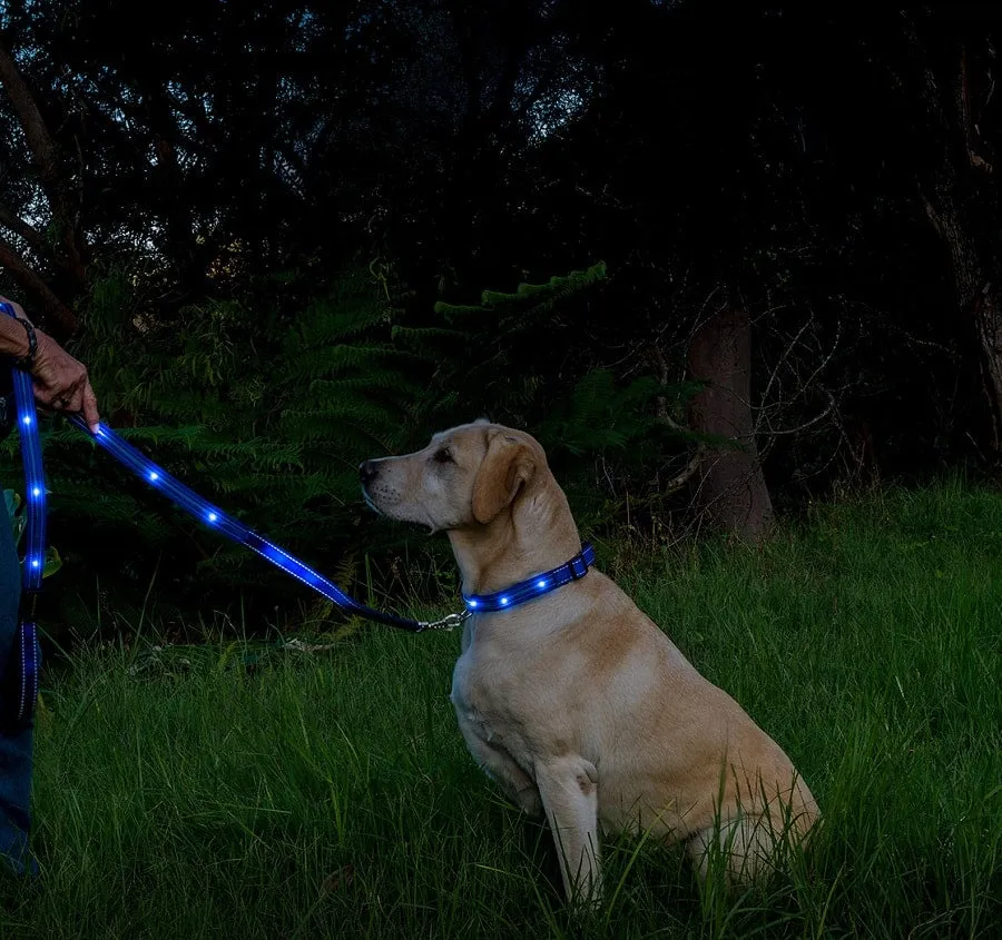 Loomo LED Dog Lead Blue