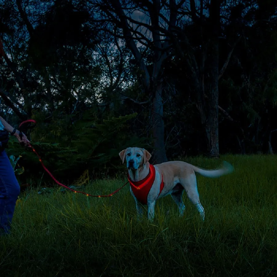 Loomo LED Dog Lead Red