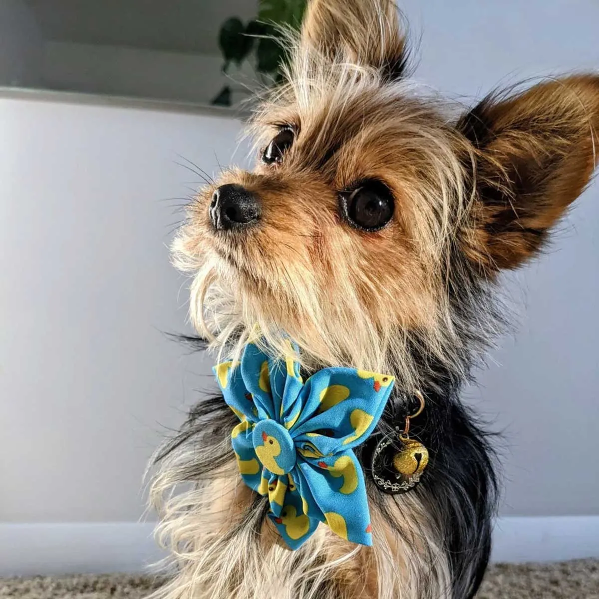 Lucky Ducky Collar Flower