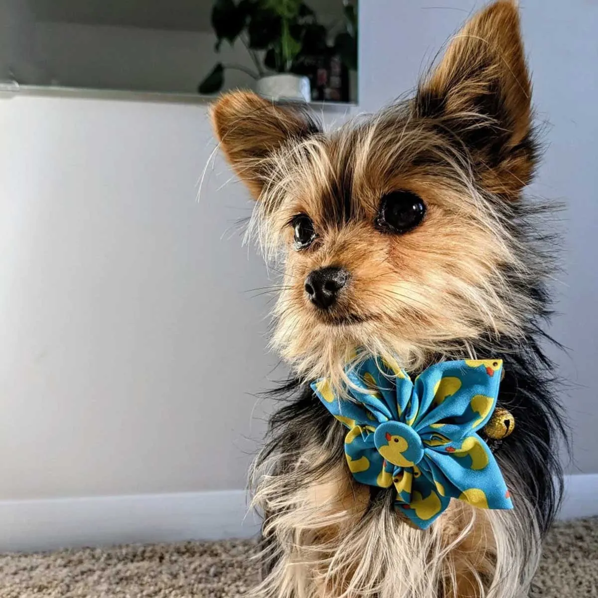 Lucky Ducky Collar Flower