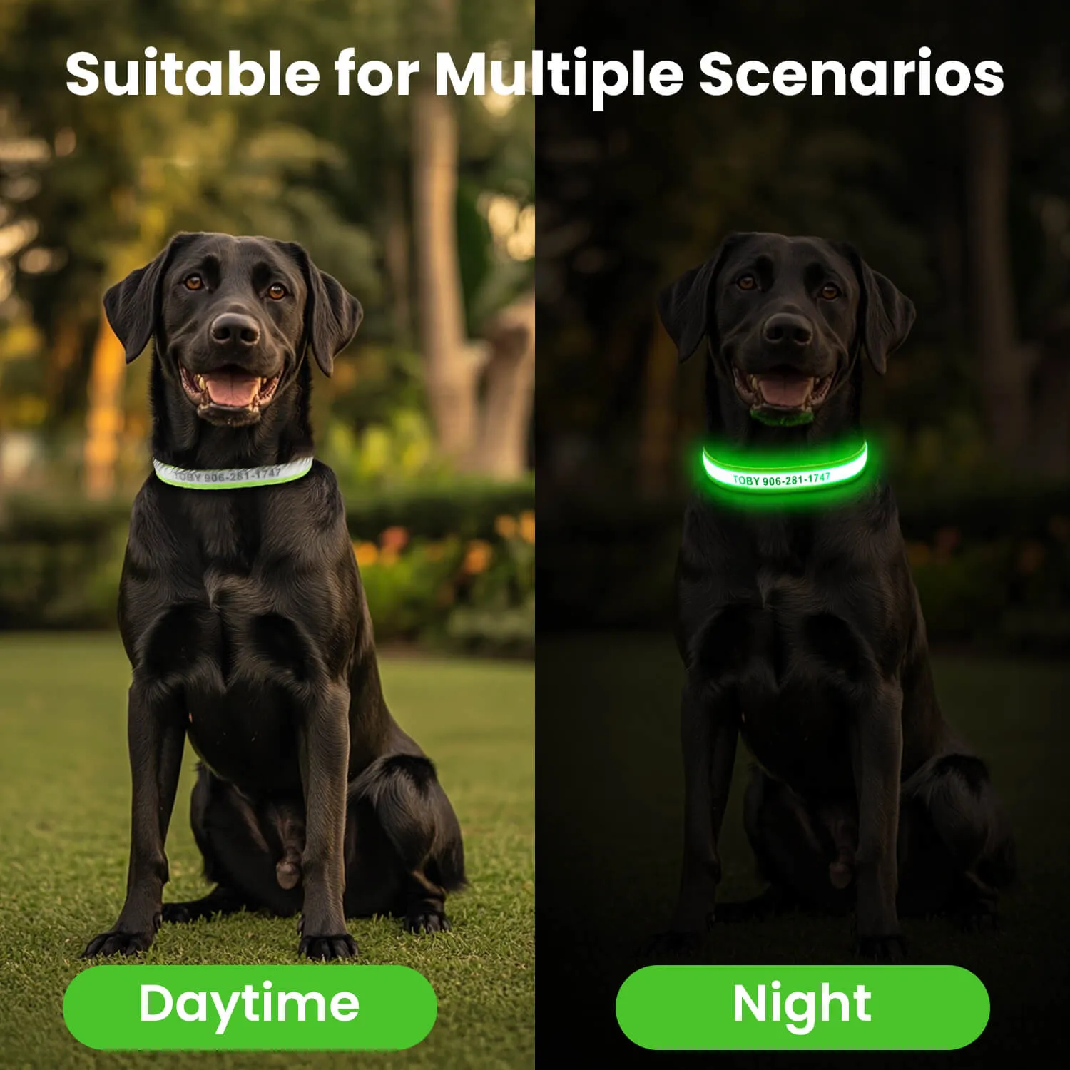 MASBRILL Custom LED dog collar with name
