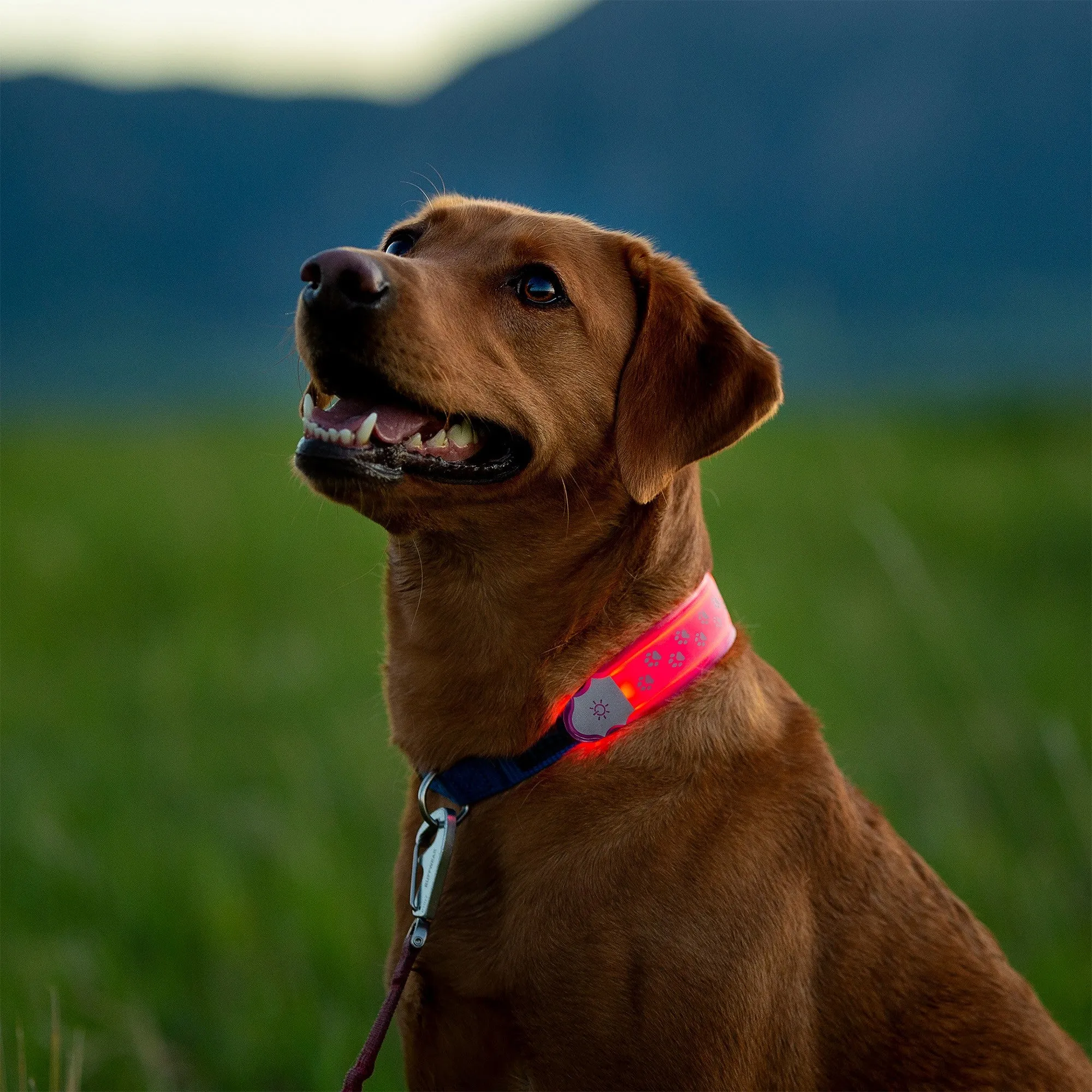 Nite Ize NiteDog Rechargeable Collar Cover - Grey - 15-12528