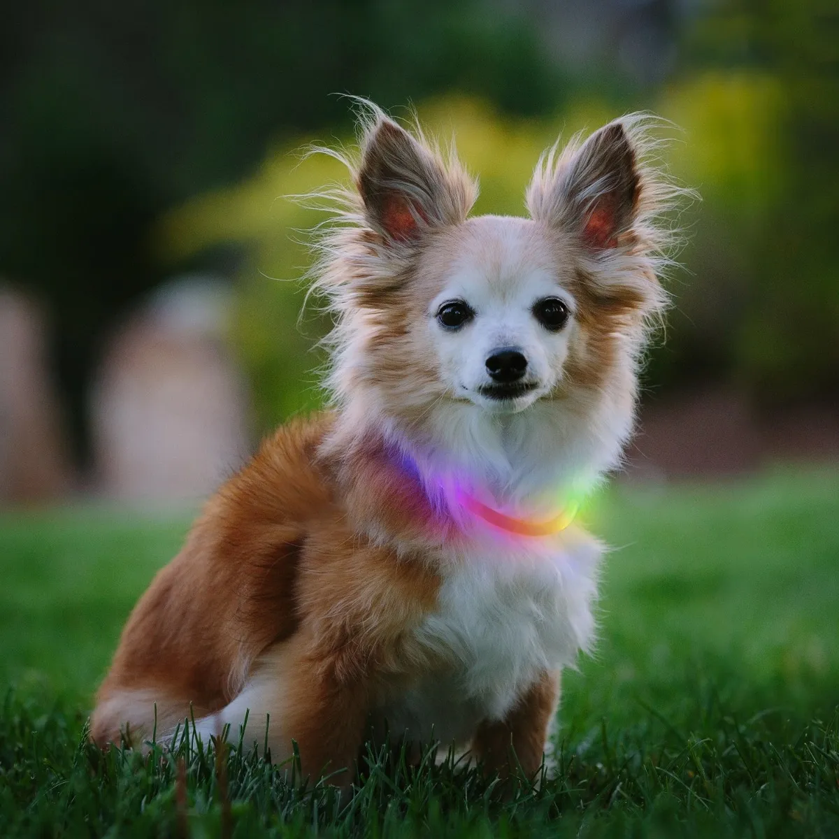 NiteHowl Mini Rechargeable LED Safety Necklace