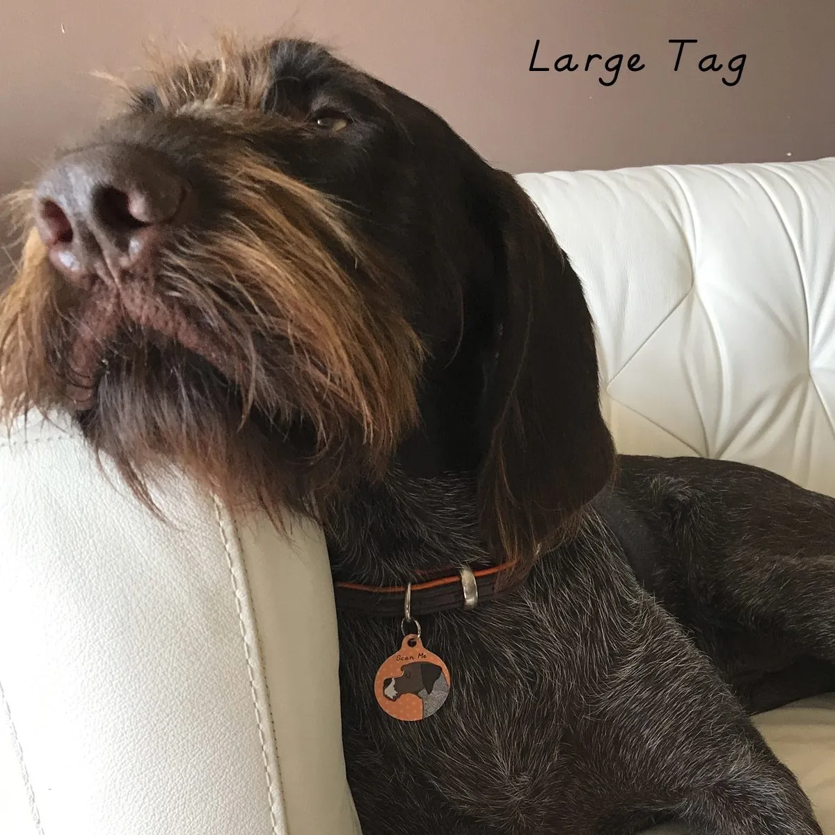 Personalised English Pointer Dog Tag - Polka Dot