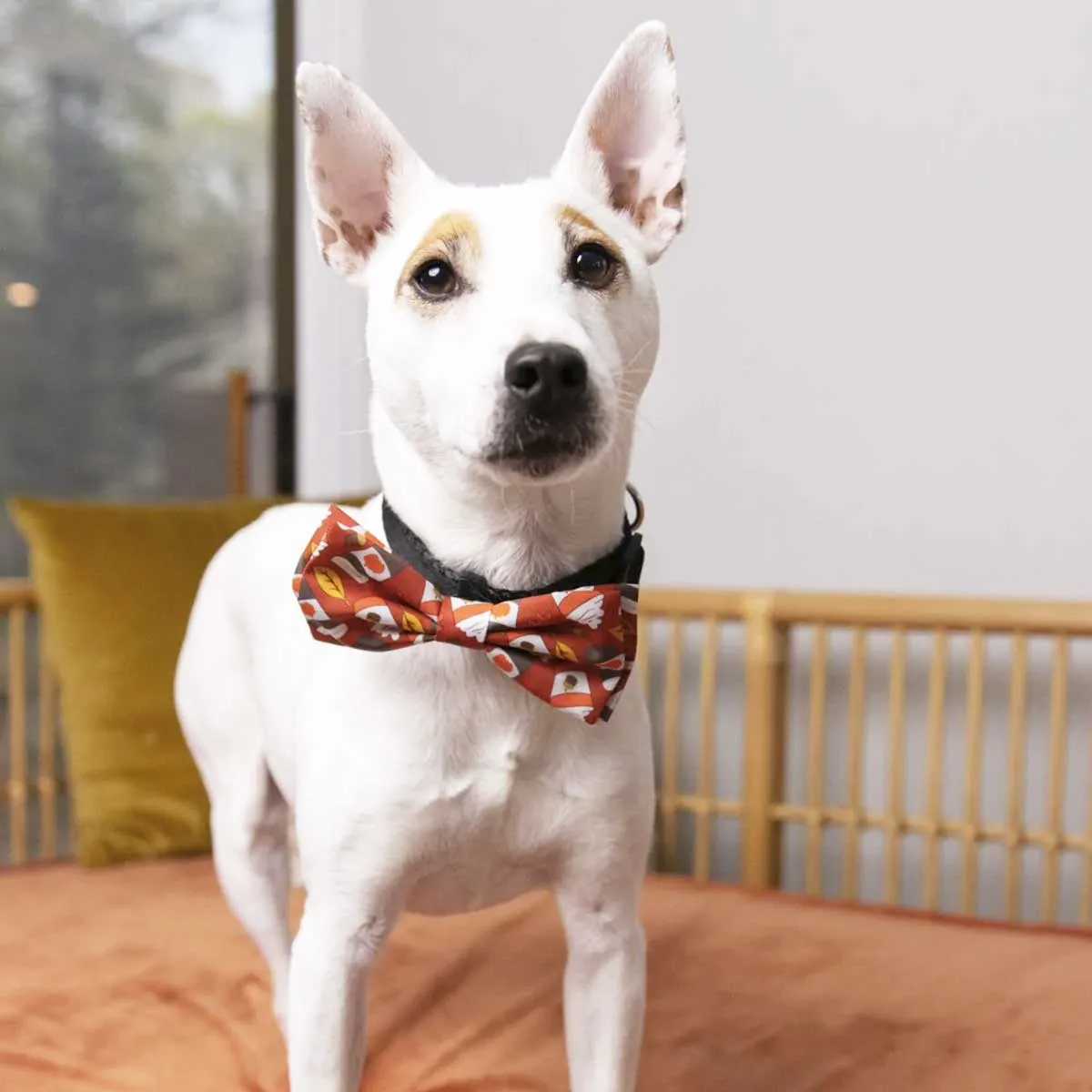 Pupkin Latte Dog Collar Bow Tie