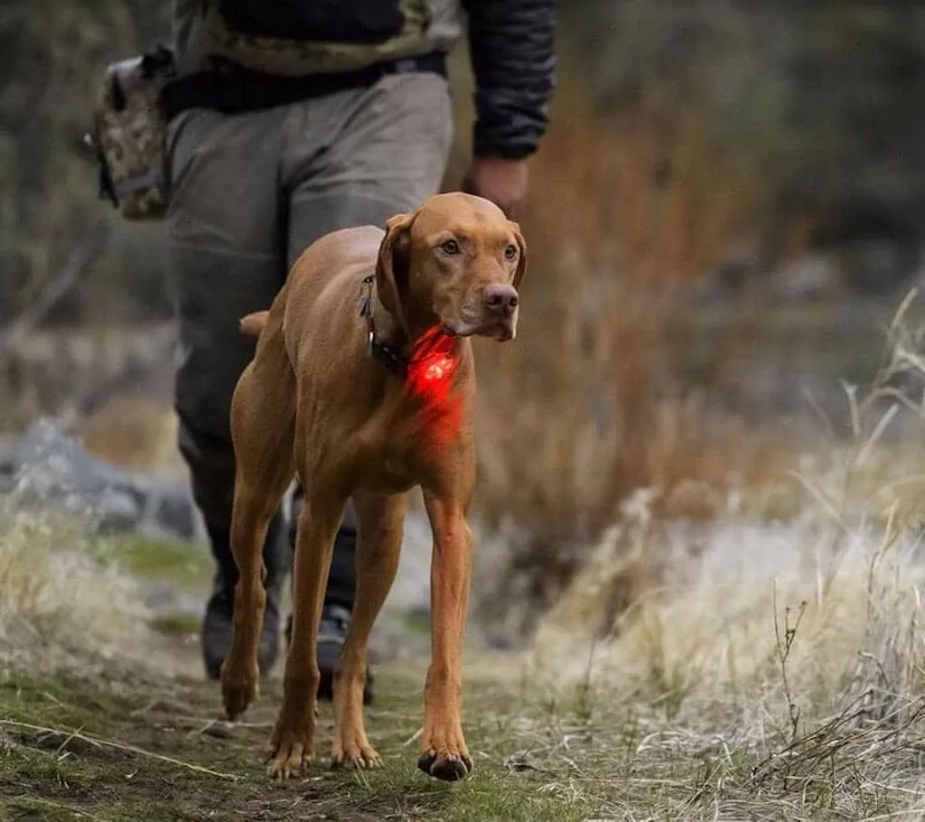 Ruffwear The Beacon™ - Safety Light