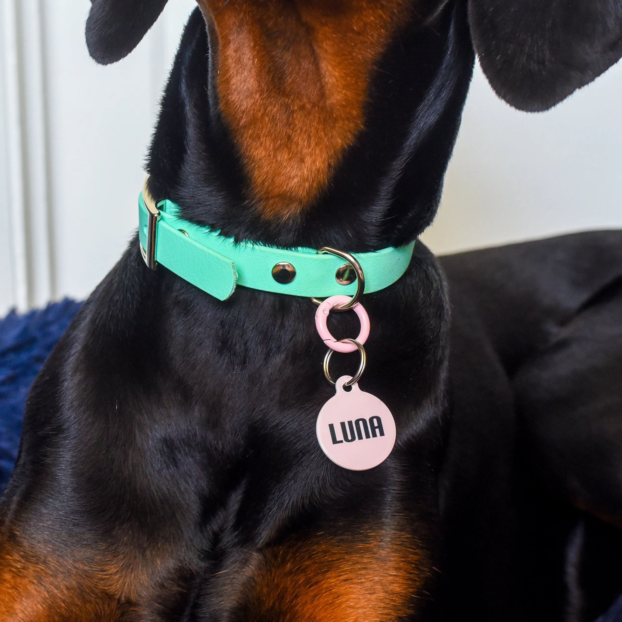 Signature Hoobynoo Block Colour Pet ID Tag
