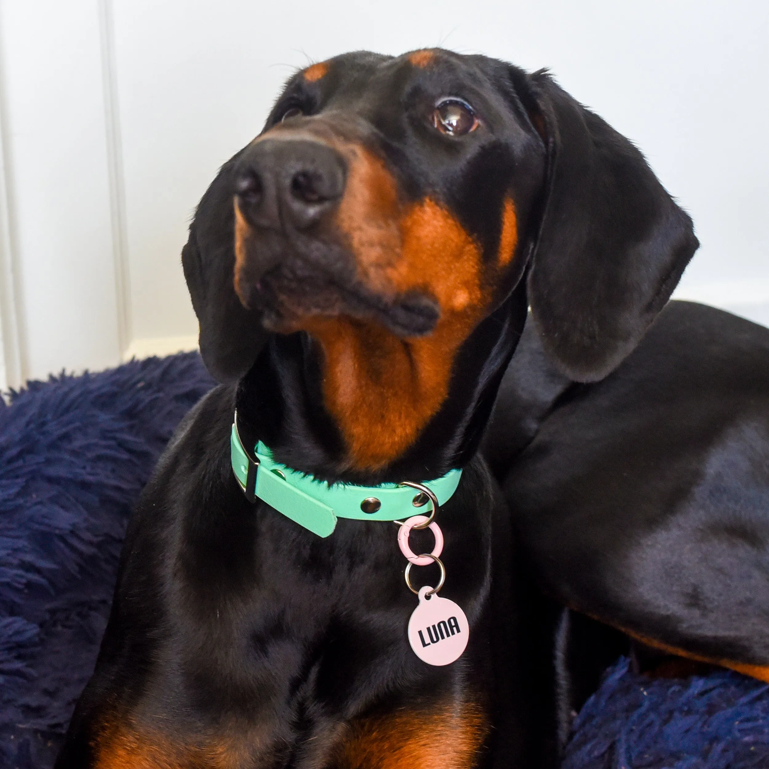 Signature Hoobynoo Block Colour Pet ID Tag