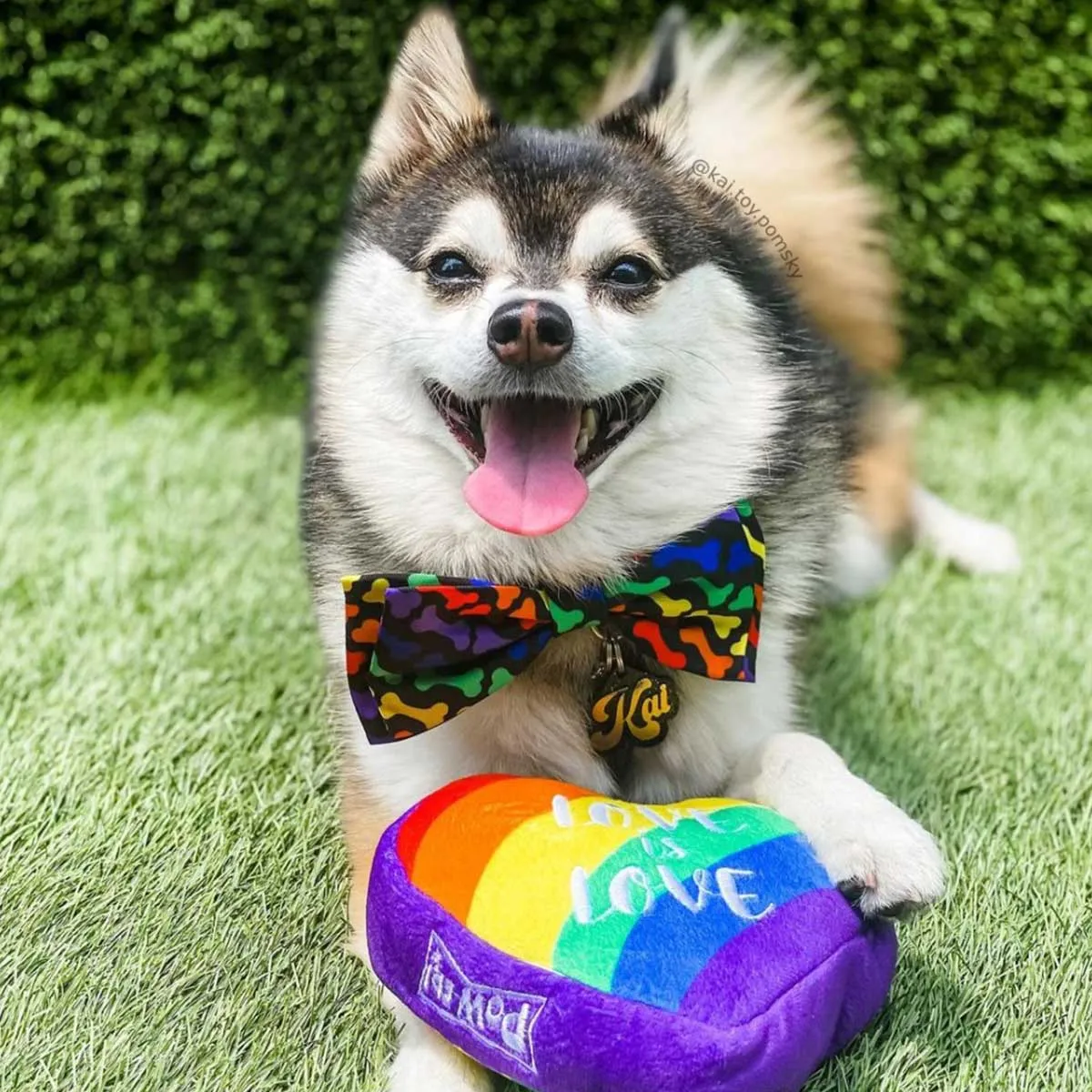 Unity Collar Bow Tie