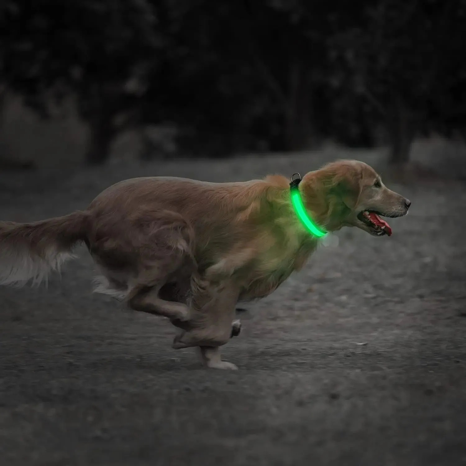 USB Rechargeable Collar USB Rechargeable LED Pet Dog Collar Flashing Luminous Safety Light up Nylon UK
