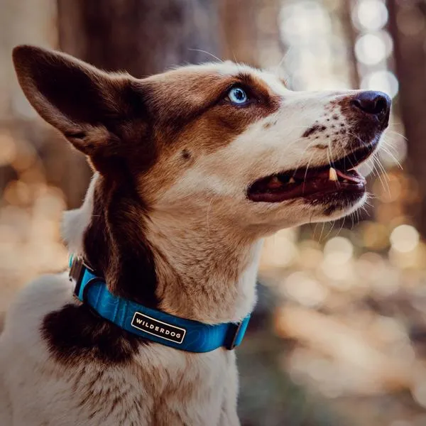 Wilderdog Waterproof Collar